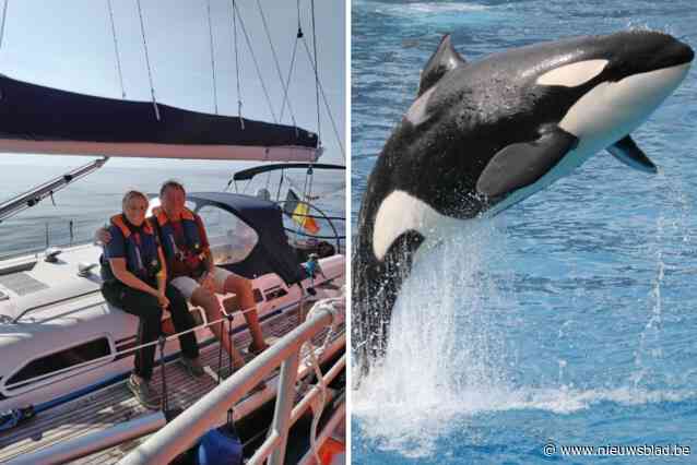 ‘Zeiltrip van hun leven’ eindigt in mineur voor John (66) en Chris (63) na aanval door orka’s: “Dit had slecht kunnen aflopen”