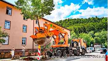 Baumrettung in Nagold: Von wegen, alte Bäume verpflanzt   man nicht
