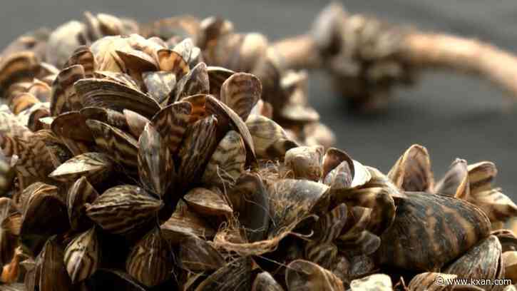 There are fewer of these aquatic invaders in Lake Travis, says Texas Parks and Wildlife