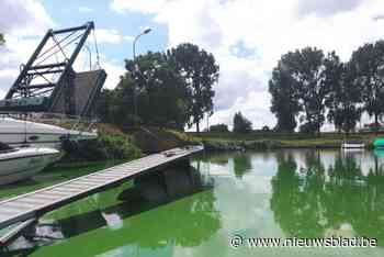 Blauwalgen rukken verder op terwijl proefproject... in het water valt