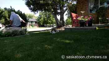 Saskatoon homeowners try their luck with clover lawns