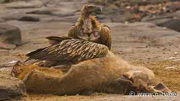Wichtiger Teil des Ökosystems: Wie Geier Menschenleben schützen