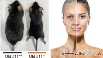 Is this the anti-ageing elixir we've all been waiting for? Scientists reveal whether it could REALLY slow human aging too - as 'supermodel granny' drug that extends lifespan of mice by 25% is created
