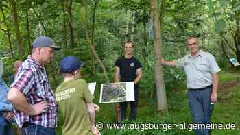 Baumfreundschaften gegen den Klimawandel: Was den Illertisser Auwald auszeichnet