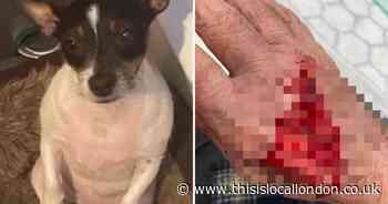 Charlton Cherry Orchard Estate: ‘XL Bully’ killed pet dog