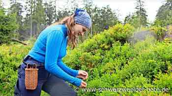 Ernteprognose in Enzklösterle: Gibt es dieses Jahr viele Heidelbeeren?
