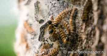 Overlast eikenprocessierups weg? Helaas: de beestjes zijn slimmer dan we denken én er komt een andere jeukrups aan