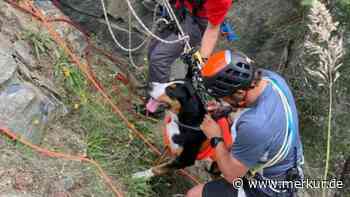 Schock bei Alpen-Wanderung: Hund stürzt 50 Meter in die Tiefe – Bergretter im Einsatz