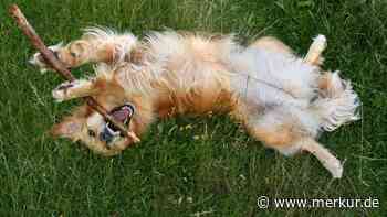 „Ich kenne dieses Gefühl“: Hund zeigt nach Gassi-Runde, dass er keinen Bock hat nach Hause zu gehen