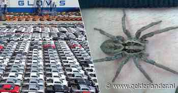 Schip vol wagens kan niet gelost worden door massa spinnen: ‘Niemand voelde zich geroepen aan boord te gaan’