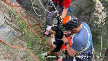 Schock bei Wanderung: Hund stürzt 50 Meter in die Tiefe – Bergretter im Einsatz