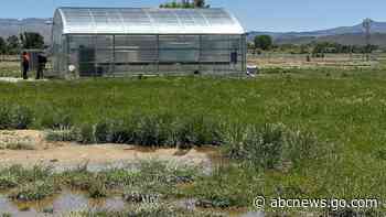 Green agendas clash in Nevada as company grows rare plant to help it survive effects of a mine