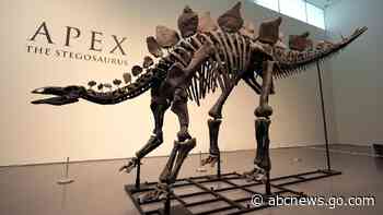 Stegosaurus fossil fetches nearly $45M, setting record for dinosaur auctions