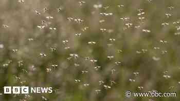 Urgent action needed as malaria resists key drug, say scientists