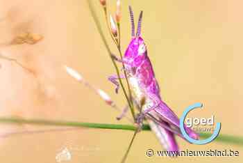 Zonhovense fotografe spot opvallende sprinkhaan in haar tuin