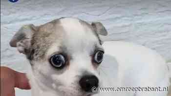 112-nieuws: hond gevonden, eigenaar gezocht • dakplaten gedumpt