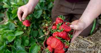 Verregnet: Sehr niedrige Erdbeer- und Spargelernte erwartet