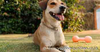 Can dogs get sunburnt? PDSA shares how to prevent it