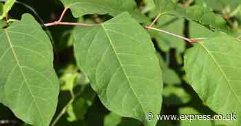 True cost of a knotweed and bamboo invasion as natural forces wreck house values