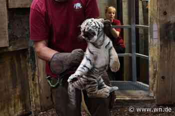 Tigernachwuchs im Allwetterzoo Münster: So entwickeln sich die Welpen