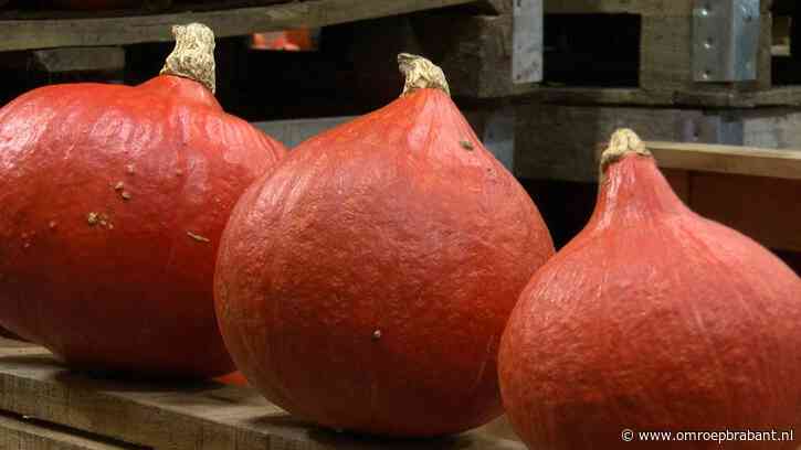 Thibaud redde al duizenden kilo's eten, van pompoenen tot druiven