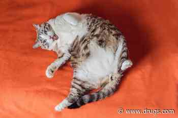 Fat Cats Purrfect for Studying Obesity in Humans