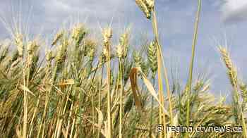 Warmer weather and reduced rainfall speeds up crop growth in Sask.