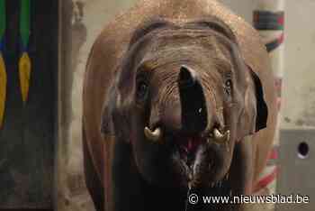 Olifantpuber Max zit ‘op kot’ in Antwerpse zoo