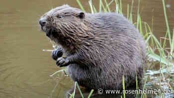 Biber attackiert Schwimmerin in München – Frau verletzt in Klinik