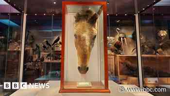 Head of world's oldest horse returns to hometown