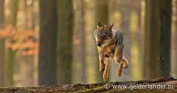 Wolven zijn zelden gevaarlijk, maar 'Joannes werd meegesleurd voor de ogen van zijn moeder’