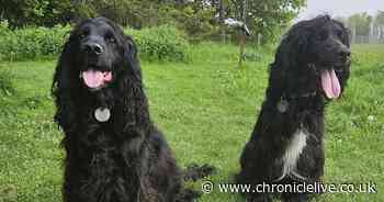 Dogs help save the lives of two Cocker Spaniels who required urgent blood transfusions