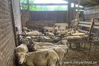 Dodelijk schapenvirus op boerderij in Hasselt: drie dieren overleden