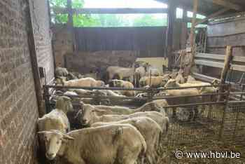Dodelijk schapenvirus op boerderij in Hasselt: vier dieren overleden