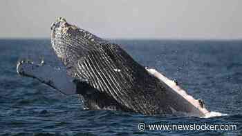 Reddingsactie op touw gezet voor in Waddenzee gestrande en niet-fitte bultrug