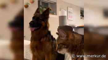 „Bloß nicht hinschauen“: Deutscher Schäferhund fürchtet sich – Stubentiger sitzt neben ihm