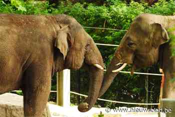 Antwerpse Zoo verwelkomt olifantenstier Max: “Tijd om te puberen”
