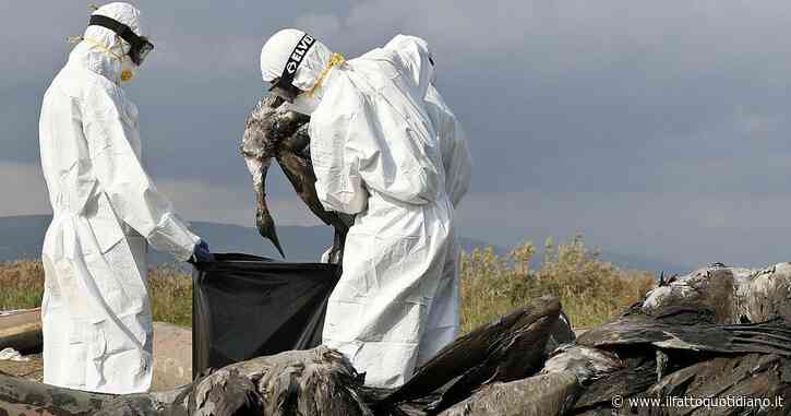 Brasile, lo Stato di Rio Grande decreta l’emergenza zoosanitaria dopo la scoperta di un focolaio della malattia di Newcastle