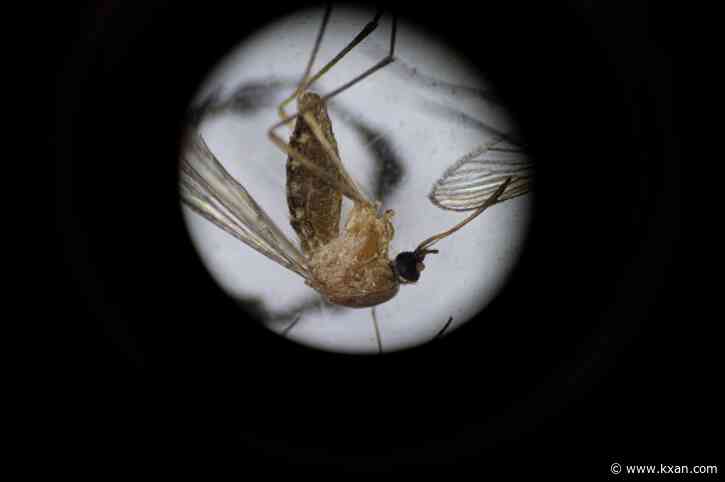 Hays County mosquito trap tests positive for West Nile virus