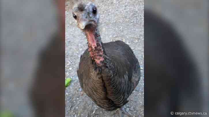 Surprise wild turkey spotted in Alberta's Peter Lougheed Provincial Park