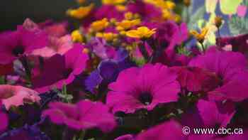 Adopt-a-pot program brings fun, flowery competition to Regina Beach