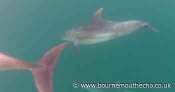 Watch: Dolphins play with paddleboarders in Branksome