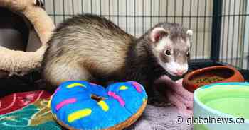 Bursting at the seams, Edmonton Humane Society launches new adoption event