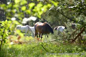 Naturerlebnis mit Wildpferden