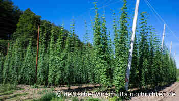Weniger Bier und trotzdem zu viel Hopfen