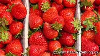 Erdbeeren leiden unter dem nassen Wetter