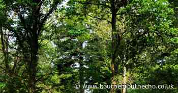 Dorset Nature Emergency criticised as 'publicity stunt’