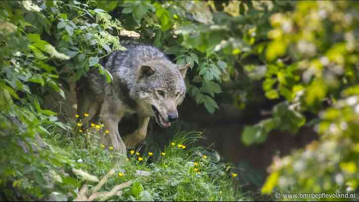 Flevoland - Meer Flevolanders fel tegen komst van de wolf