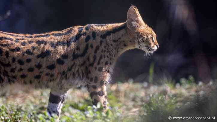 Serval loopt los in woonwijk: dit is hoe gevaarlijk het dier kan zijn