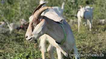 GTA municipalities using goats to help manage invasive species